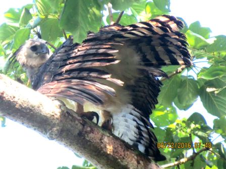 Panama Harpy Eagle tour in Darien Panama