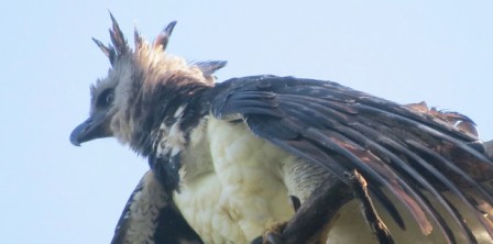 Harpy Eagle Darien Panama HarpyEagle