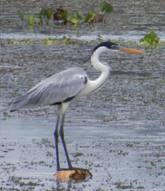 Cocoi Heron by Gonzalo Horna