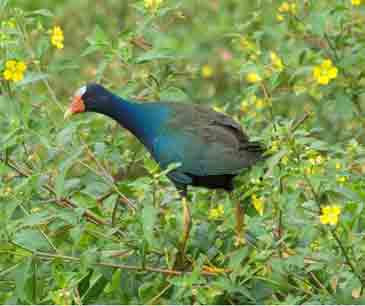 Purple Gallinule