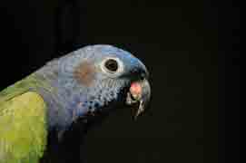 Blue-headed Parrot. Birdwatching and photographing at Pipeline Road, Birding at the Pipeline Road, panama all inclusive lodging and birding tours, birdwatcher boat, tropical birdnig tours, bird watching, bird-watching in Panama, Achiote Road, San Lorenzo National Park, Metropolitano, Chagres National Park, Gamboa, Pipeline, Old Gamboa El Valle, Metropolitan Nature Park.