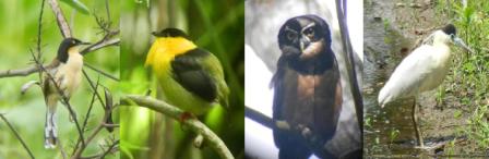  |   4 DAYS BIRDING TOUR   |    Black-capped Donacobious,Golden-collared Manaking,Spectacle Owl, Black-crowned Night-Heron