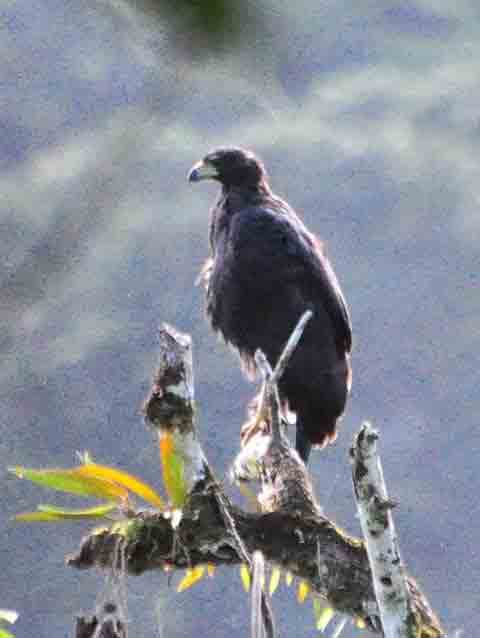 Great-black Hawk (Buteogallus urubitinga). Photo © Alfred Raab above Rancho Frio, Darien.
