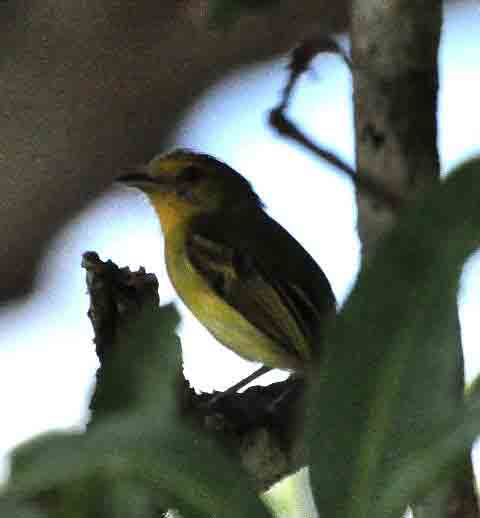 Yellow-breasted Flycatcher El Real photo © Alfred Raab