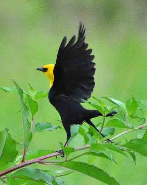 Yellow-hooded Blackbird El Real, Darien photo © Alfred Raab
