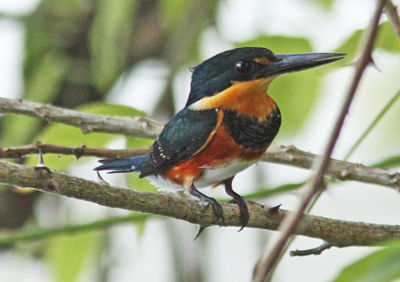 American Pigmi-Kingfisher