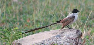 Fork-tailed Flycatcher by AL Harris