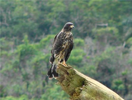 Snail Kite