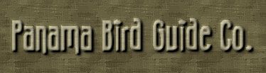 Panama Bird Guide in Panama to birdig hotspots guiding birders